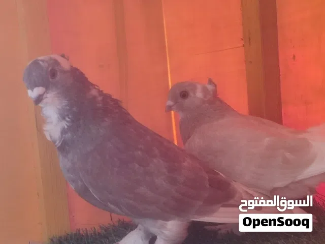 زوج مصري... نقبل تحويل