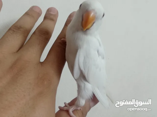 اقرأ التفاصيل الرقم بالوصف