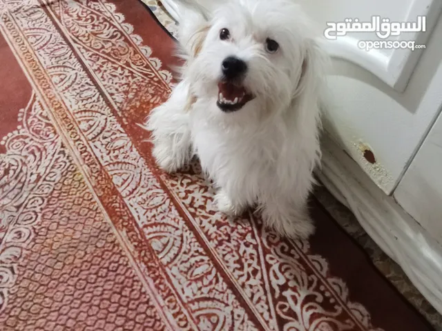 كلب ابيض زينه نثيه للبيع سعر 75000الف