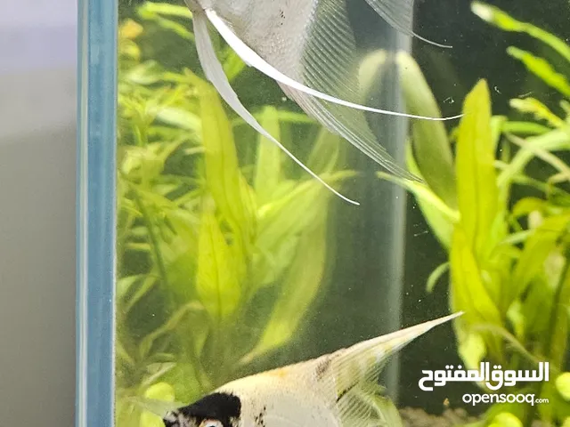 للبيع سمك انجل للاستفسار