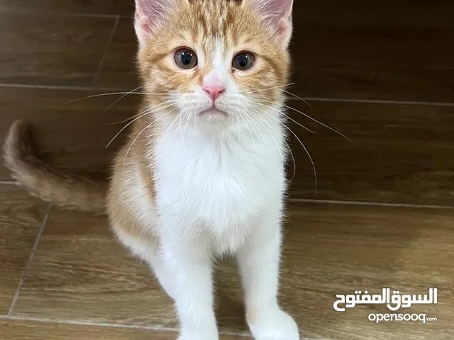 Persian kittens قطط شيرازي