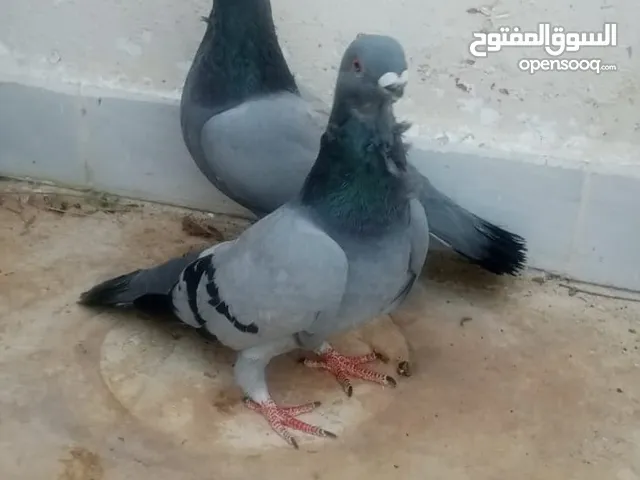 حمام للبيع