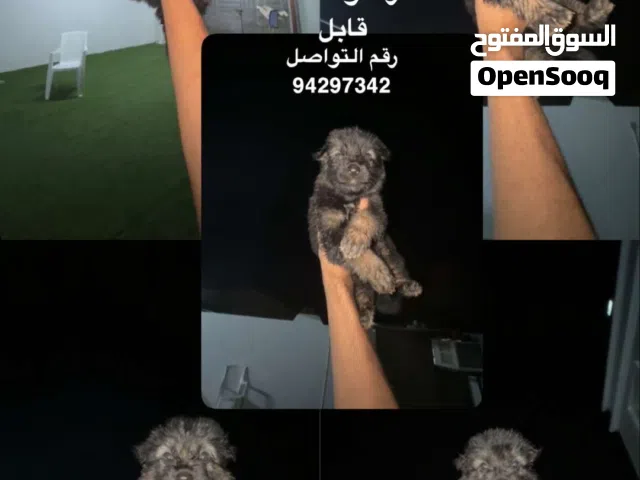 جراوي جيرمن بلاك انتان ورك لاين لونج هير سعر قابل