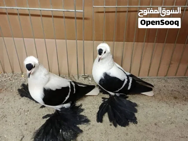 مطلوب سكسوني نمري خطين اسود