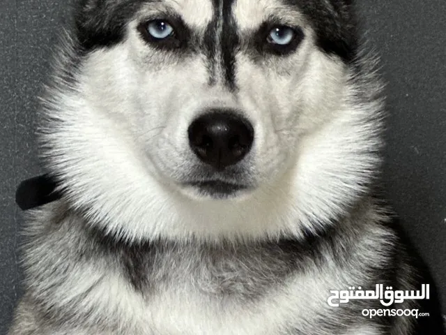 Top Quality Pure Siberian Husky Microchipped parent puppies