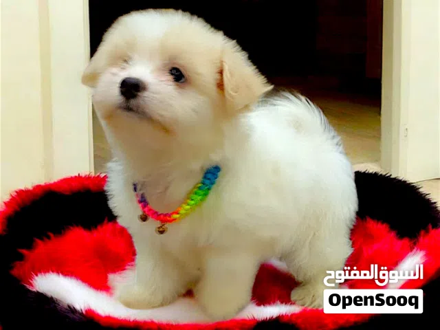ولد مينى هافانيز مبيكبرش حجم صغير