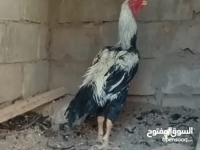 ديك الماني وست دجاجات هندي والماني راقدات