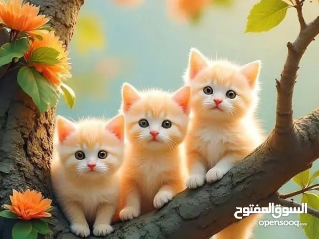 مطلوب شريك بنسبه 40%