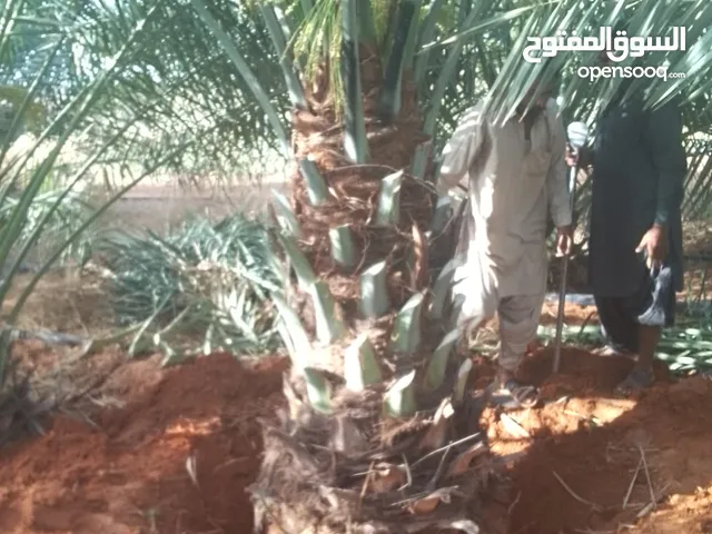 فراخه وفسايل وجثايث طيبه