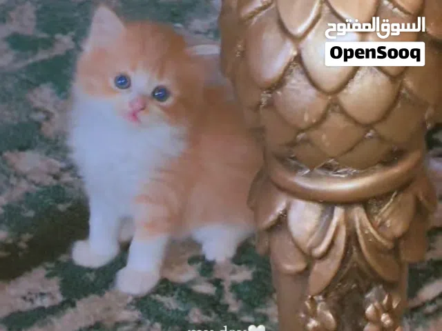 قطط شيرازى