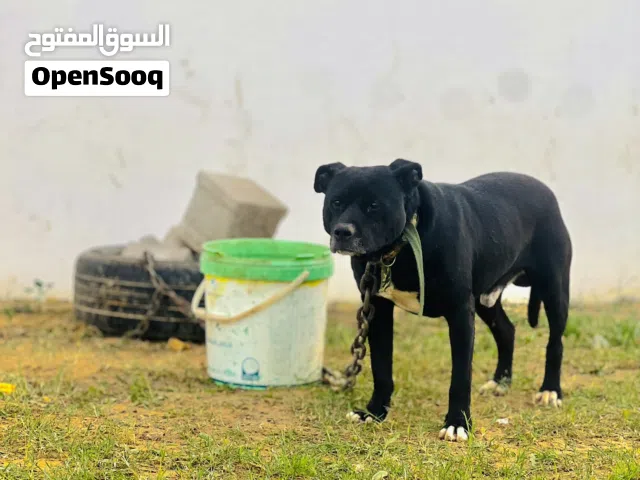 كلب بيتبول جزائري للبيع