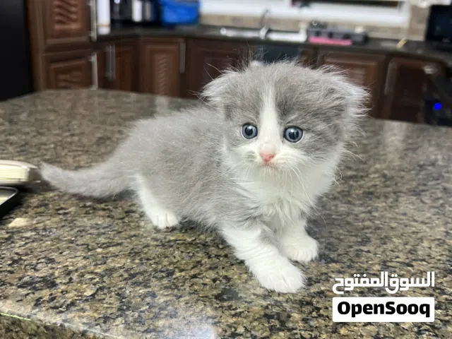 قطط سكوتش مكس شانشيلا