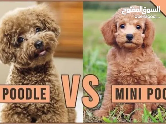 Looking for Toy or Mini Poodle Female – مطلوب بودل أنثى (توي أو ميني)