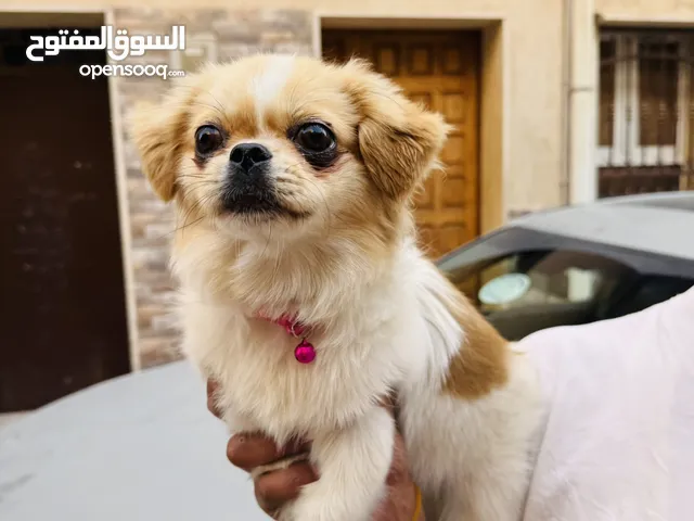 بكن وا زينه.