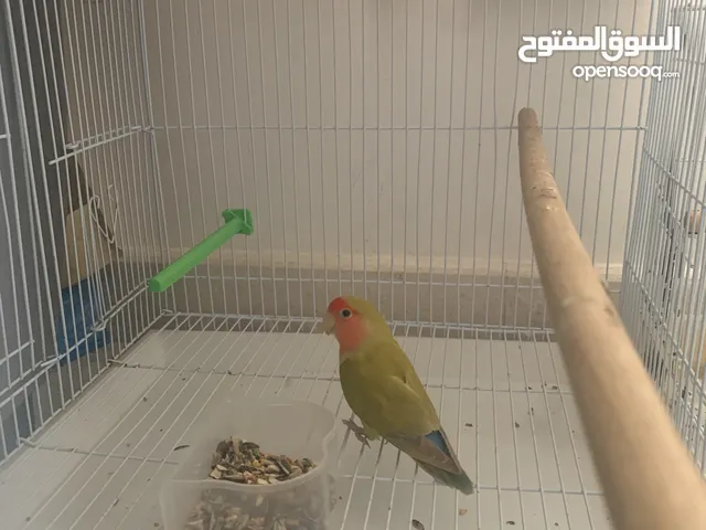 انثى روز للبيع