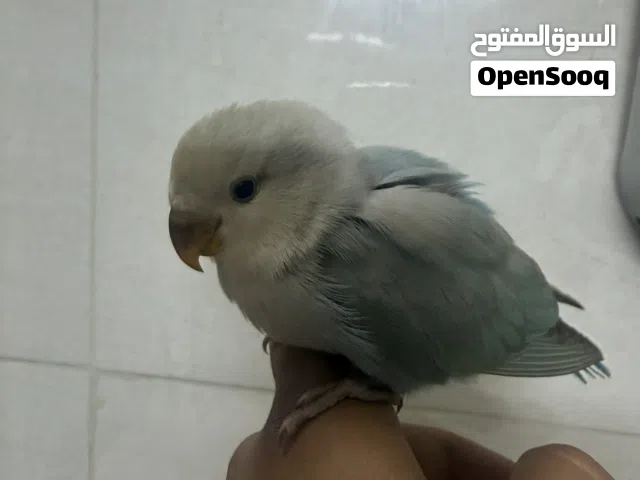 غندور فشر أليف فول