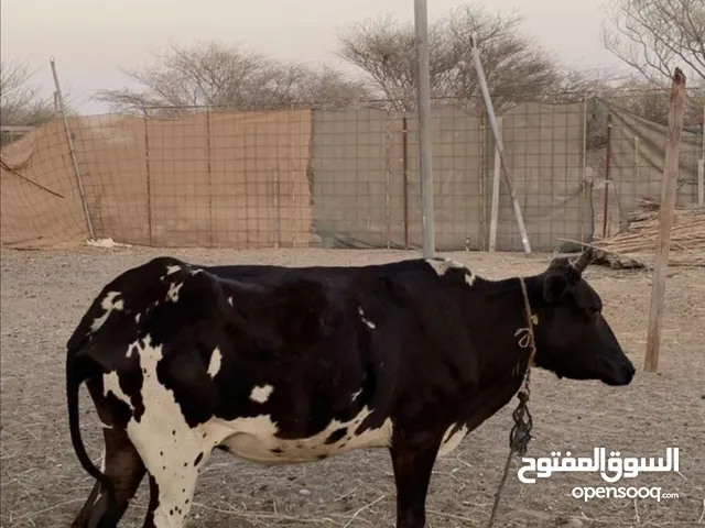 بقره البيع او البدل