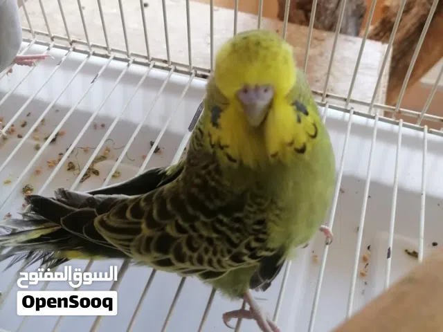 مجموعة طيور محليه