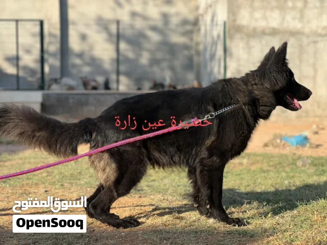 انتاية بلاك رويال استراد تونس