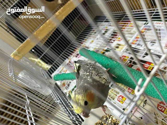 بغبغاء كروان انثى العمر تقريبا من7-9 شهور جاهزه للتزاوج معاها قفص زوجين وبياضة