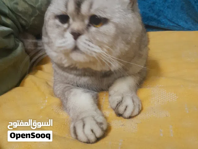 قط ذكر 3 سنوات فولد