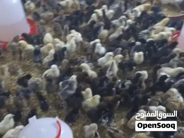 صيصان بلدي العدد كميات صحة ونظافة