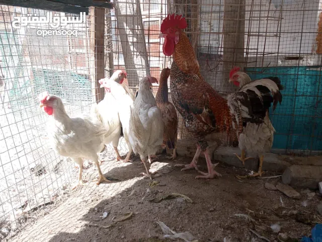 السلام عليكم خوان يوجد 7 دجاجات بياضات وديج  للبيع في البصره القبله حي الجامعه