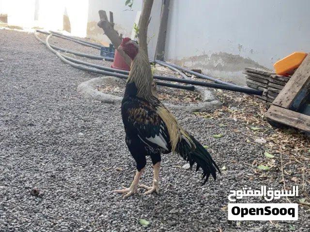 ديك باكستاني