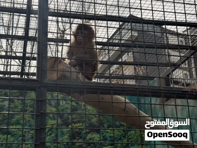 مطلوب بيض دجاج كعاده