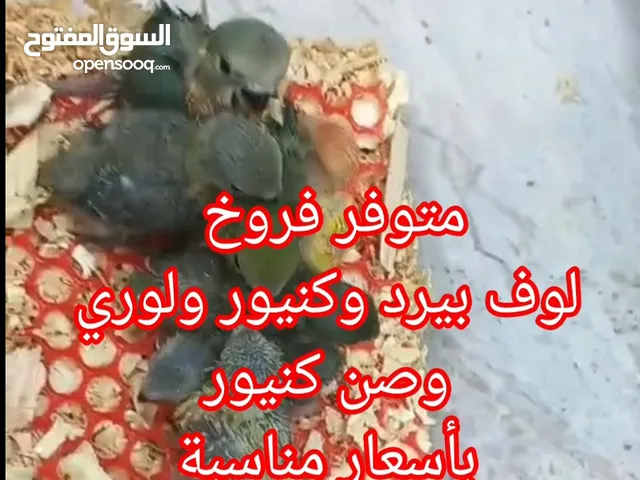 متوفر فروخ لوف بيرد