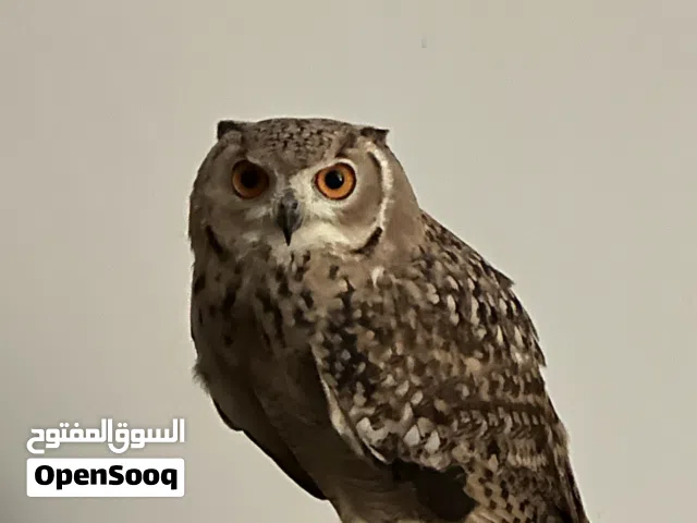 بومة فرعونية للبيع