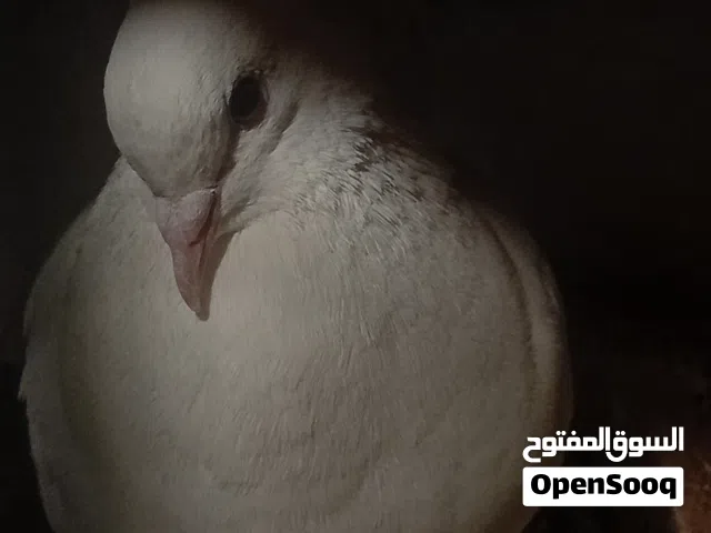 مطلوب جوز حمام نمساوي