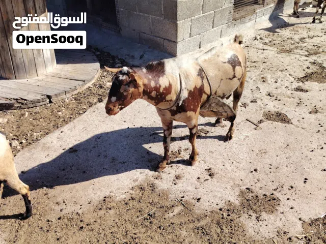 تيس اصمع كريمي ما شاء الله تعالى زين للتربيه