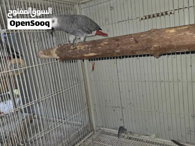 ببغاء أفريقي ذكر