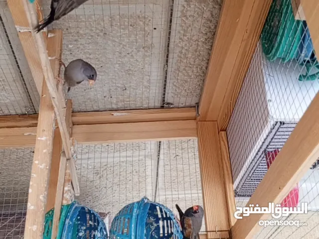 جوزين زيبرا طفرات شاركول