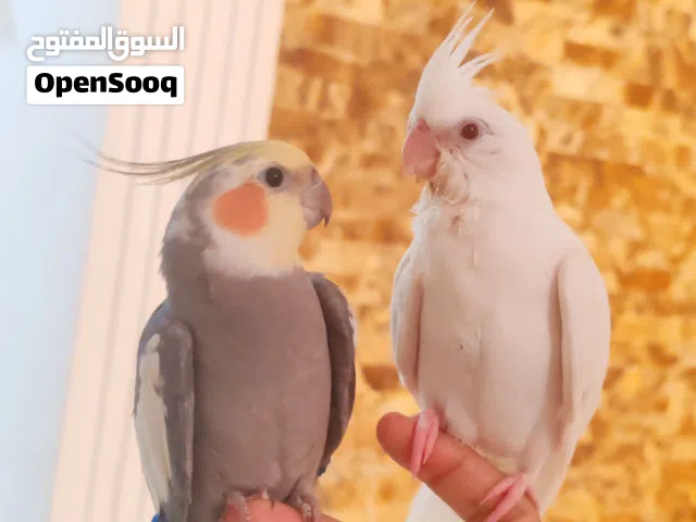 للبيع كوكتيل أليف لاتينو