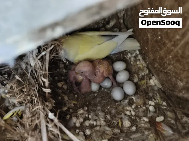 جوز روز نخب اول