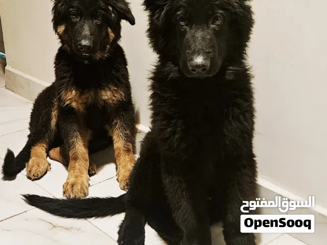 جيرمن ذكر وانثى قريب الأنتاج