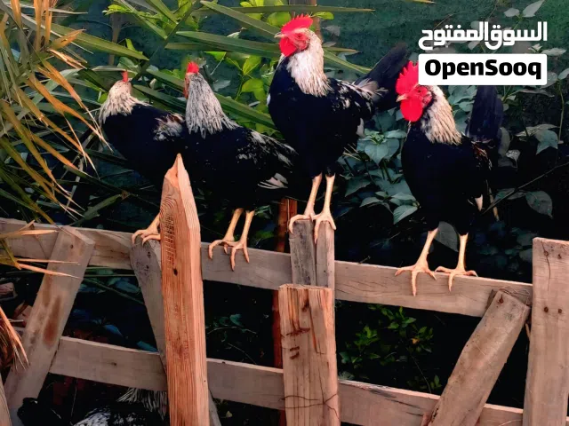 ديك نوع دندراوي للبيع سعر الواحد 25 الف