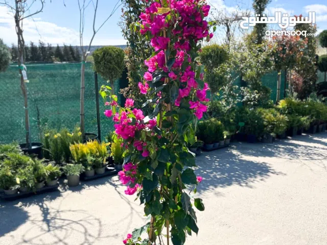 ورد جوري فرنسي ياسمين رينغو فل ايطالي مجنونه تركي يتوفر جميع انواع الورود سرو عامودي ايطالي