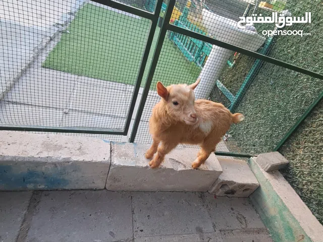 للبيع ماعز القزم لون شقره لون كرك