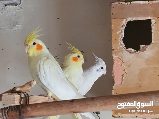 متاح طيور الكوكتيل أنواع ( حبشي - مطبع - فرنسي - لاتينو )