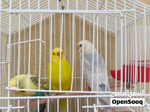 نتاية بقلينو وتلات دكور ودكر زيبرا وقفص صغير