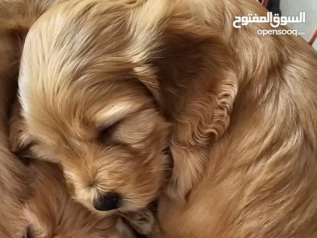 F1 Cockapoo pups