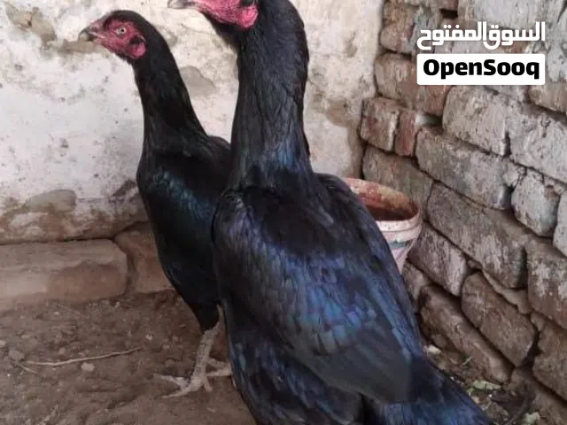 دجاج هراتي اسود طافي