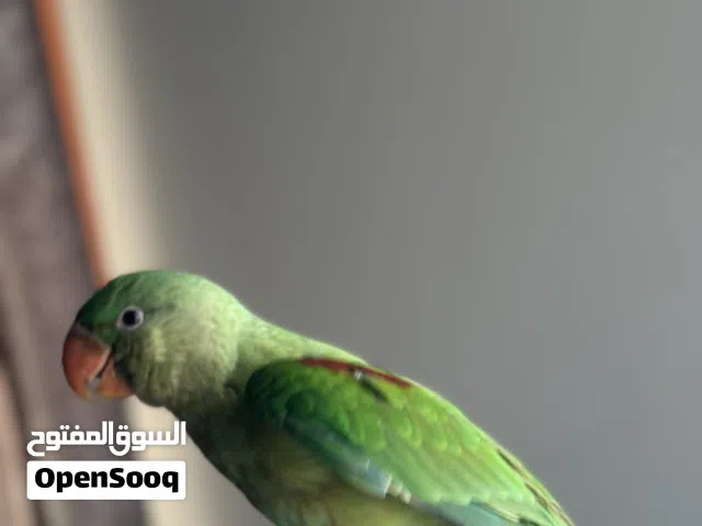 بغبغاء نيبالي