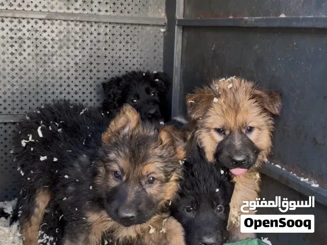 كلاب جراو ست حبات لونج هير