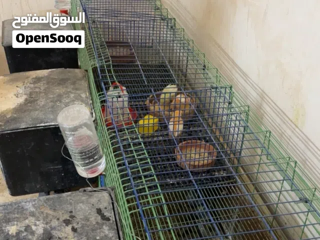 بطاريه ارانب لتربايه لصيصان والارانب والطيور ثلاث اقسام وثلاث حاضنات وثلاث فرشات عرقوب