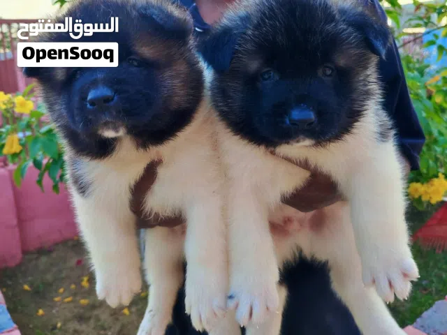 لمحبين الحيوانات الاليفه فقط