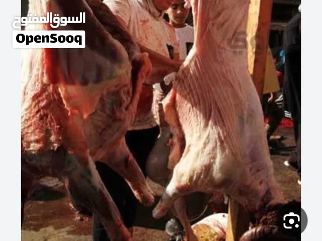 بسم الله وعلى بركة لله  اخواننا الكرام كل عام وانتم بالف خير  يسرنا ويسعدنا ابلاغكم أننا وكما عودنا